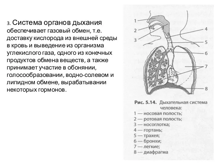 3. Система органов дыхания обеспечивает газовый обмен, т.е. доставку кислорода из внешней