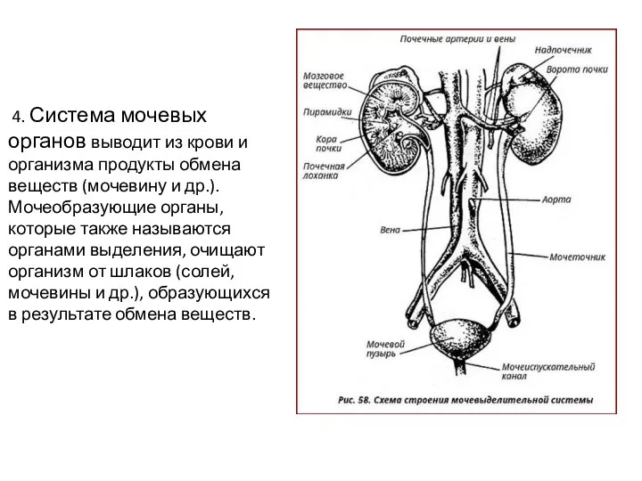 4. Система мочевых органов выводит из крови и организма продукты обмена веществ