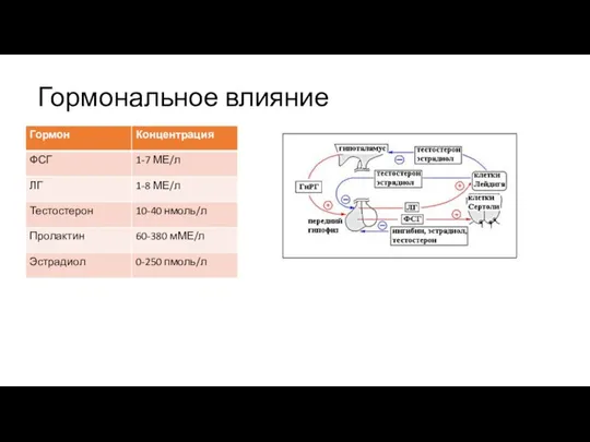 Гормональное влияние