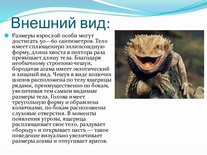 Внешний вид: Размеры взрослой особи могут достигать 50—60 сантиметров. Тело имеет сплющенную