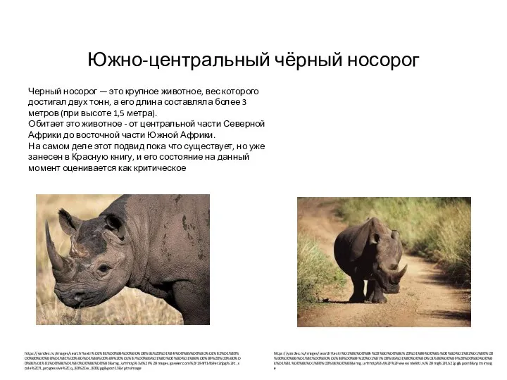 Южно-центральный чёрный носорог Черный носорог — это крупное животное, вес которого достигал
