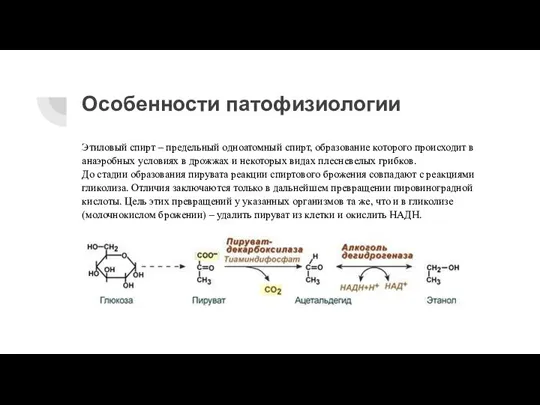 Особенности патофизиологии Этиловый спирт – предельный одноатомный спирт, образование которого происходит в