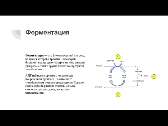 Ферментация Ферментация— это биохимический процесс, во время которого дрожжи и некоторые бактерии