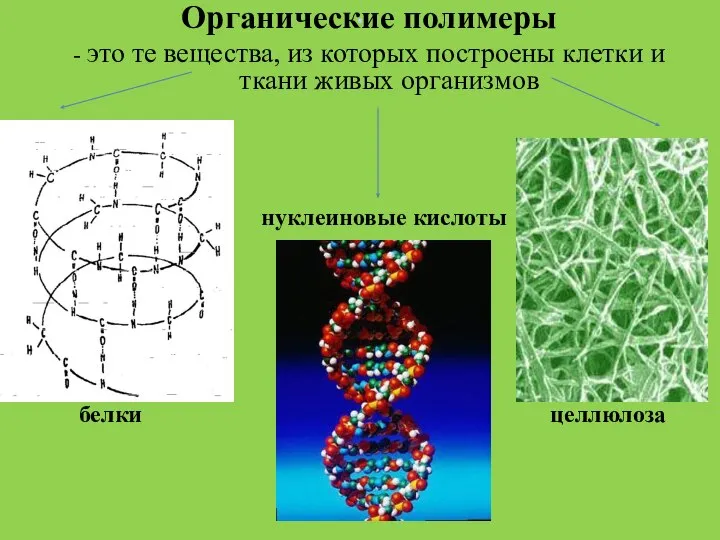 . Органические полимеры - это те вещества, из которых построены клетки и