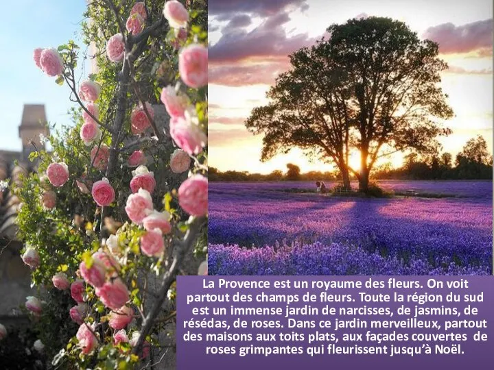 La Provence est un royaume des fleurs. On voit partout des champs