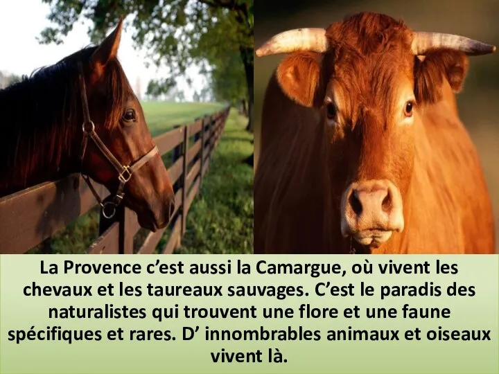 La Provence c’est aussi la Camargue, où vivent les chevaux et les