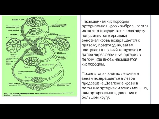 Насыщенная кислородом артериальная кровь выбрасывается из левого желудочка и через аорту направляется