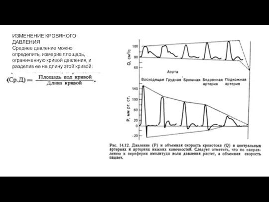 ИЗМЕНЕНИЕ КРОВЯНОГО ДАВЛЕНИЯ Среднее давление можно определить, измерив площадь, ограниченную кривой давления,