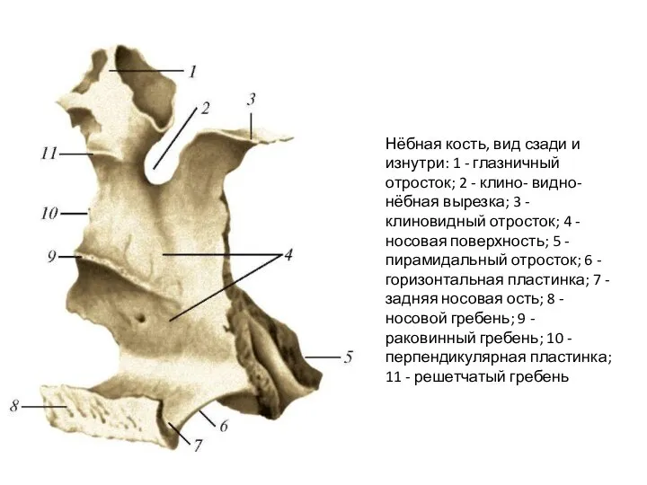 Нёбная кость, вид сзади и изнутри: 1 - глазничный отросток; 2 -