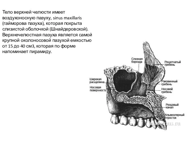 Тело верхней челюсти имеет воздухоносную пазуху, sinus maxillaris (гайморова пазуха), которая покрыта