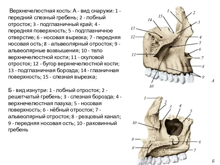 Верхнечелюстная кость: А - вид снаружи: 1 - передний слезный гребень; 2