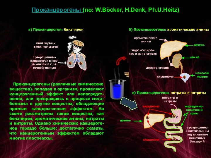 Проканцерогены (по: W.Böcker, H.Denk, Ph.U.Heitz) Проканцерогены (различные химические вещества), попадая в организм,