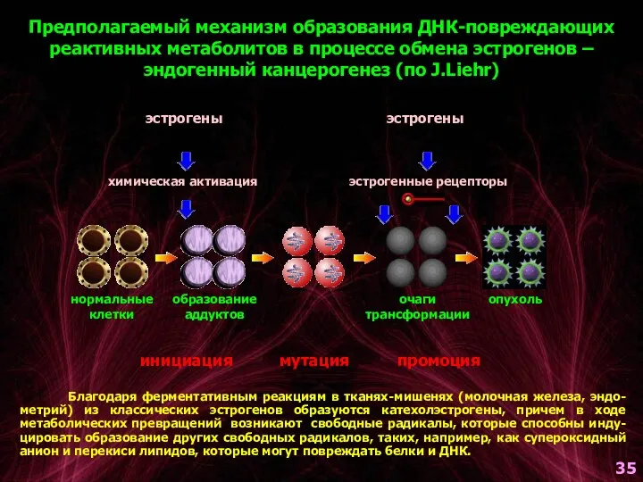 Предполагаемый механизм образования ДНК-повреждающих реактивных метаболитов в процессе обмена эстрогенов – эндогенный