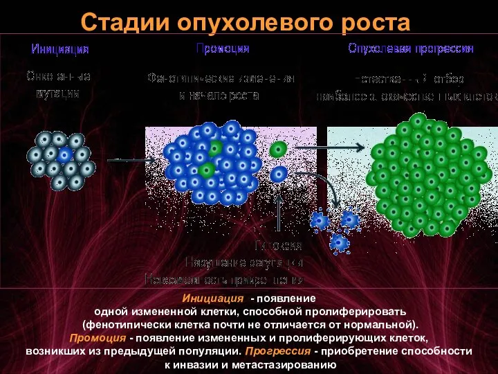 Стадии опухолевого роста Инициация - появление одной измененной клетки, способной пролиферировать (фенотипически