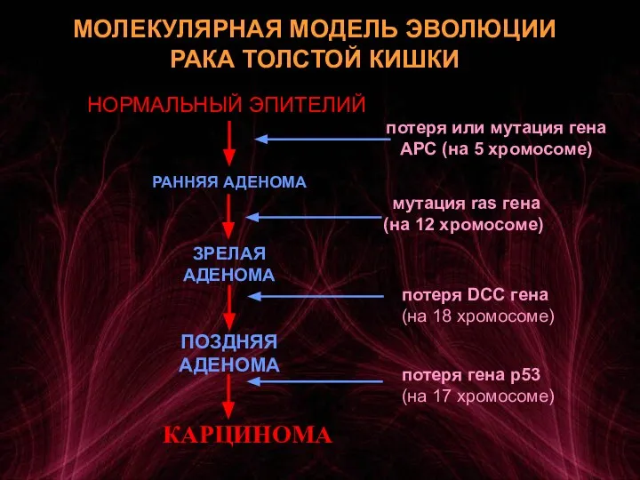 МОЛЕКУЛЯРНАЯ МОДЕЛЬ ЭВОЛЮЦИИ РАКА ТОЛСТОЙ КИШКИ НОРМАЛЬНЫЙ ЭПИТЕЛИЙ ЗРЕЛАЯ АДЕНОМА ПОЗДНЯЯ АДЕНОМА