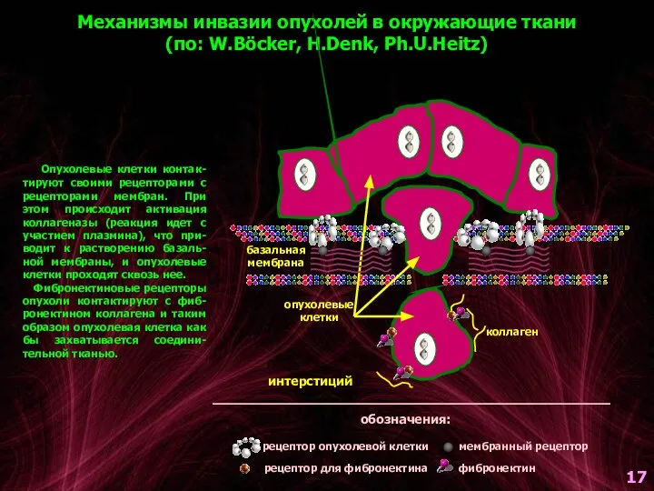 Механизмы инвазии опухолей в окружающие ткани (по: W.Böcker, H.Denk, Ph.U.Heitz) Опухолевые клетки