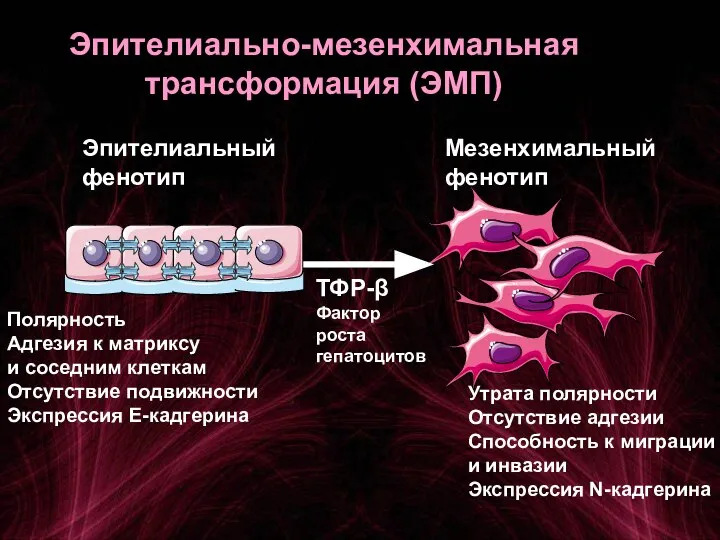 Эпителиально-мезенхимальная трансформация (ЭМП) Эпителиальный фенотип Мезенхимальный фенотип Полярность Адгезия к матриксу и