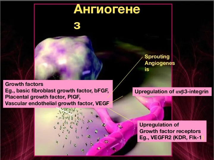 Sprouting Angiogenesis Growth factors Eg., basic fibroblast growth factor, bFGF, Placental growth