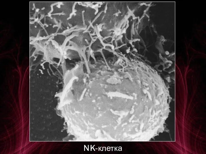 NK-клетка