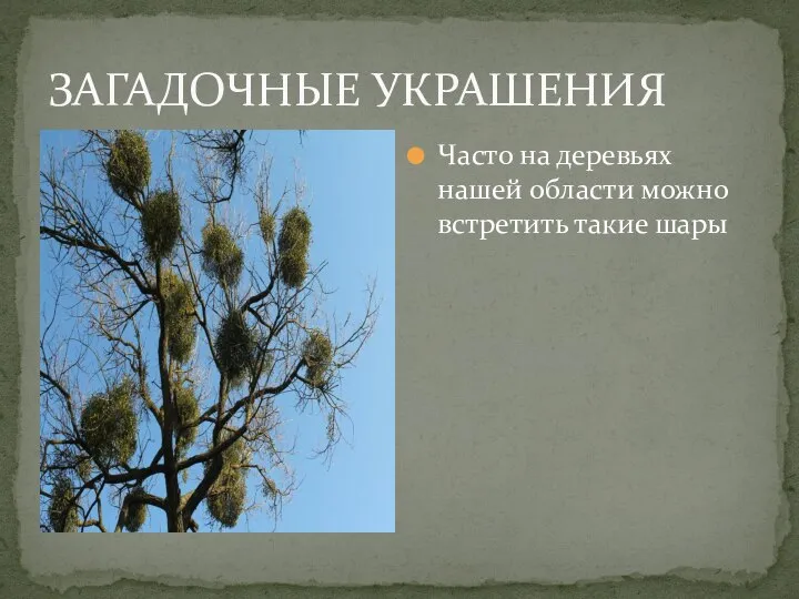 ЗАГАДОЧНЫЕ УКРАШЕНИЯ Часто на деревьях нашей области можно встретить такие шары