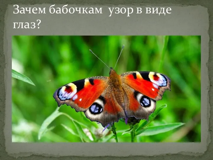 Зачем бабочкам узор в виде глаз?