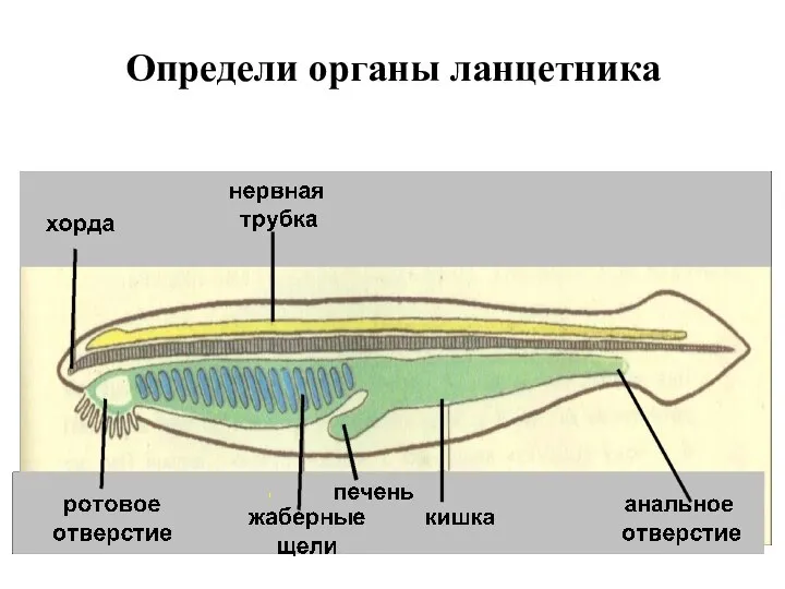 Определи органы ланцетника