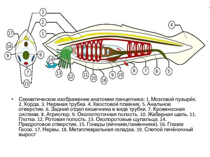 Схематическое изображение анатомии ланцетника: 1. Мозговой пузырёк. 2. Хорда. 3. Нервная трубка.