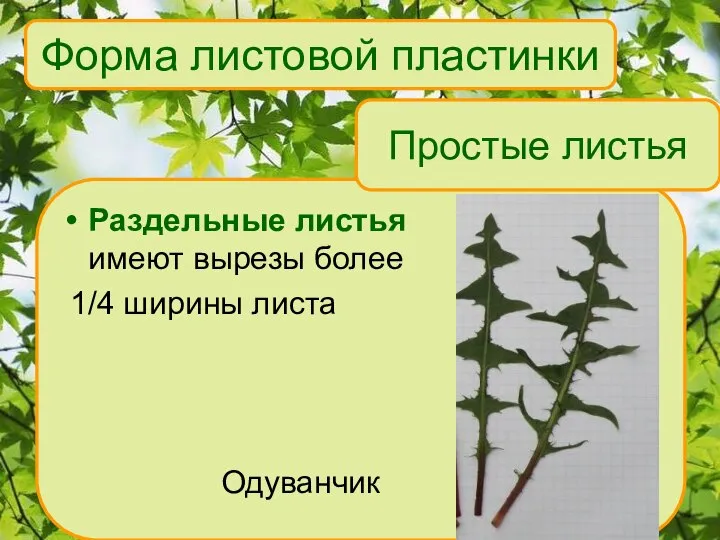 Форма листовой пластинки Раздельные листья имеют вырезы более 1/4 ширины листа Одуванчик Простые листья