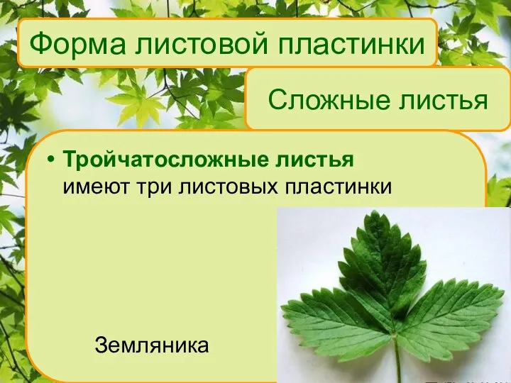 Сложные листья Тройчатосложные листья имеют три листовых пластинки Земляника Форма листовой пластинки