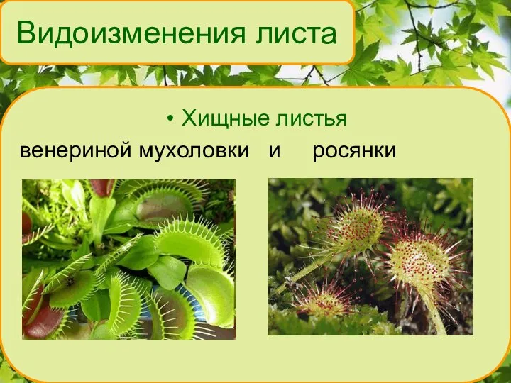 Хищные листья венериной мухоловки и росянки Видоизменения листа