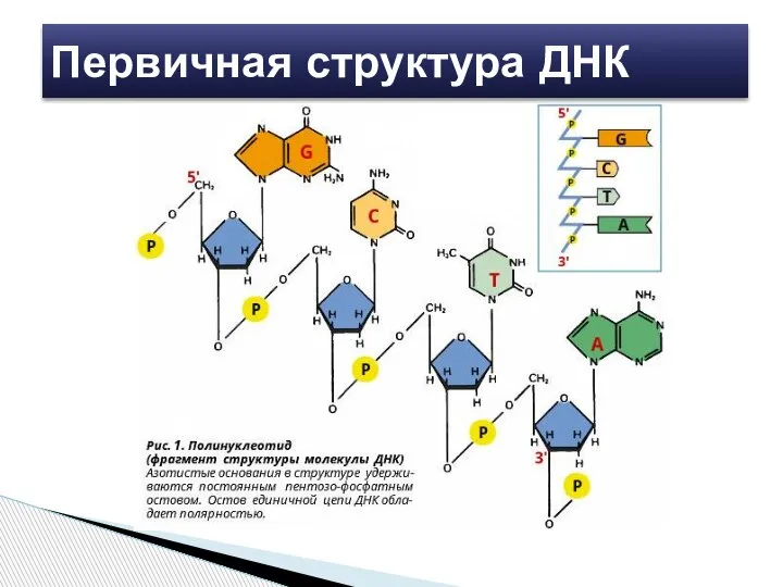 Первичная структура ДНК