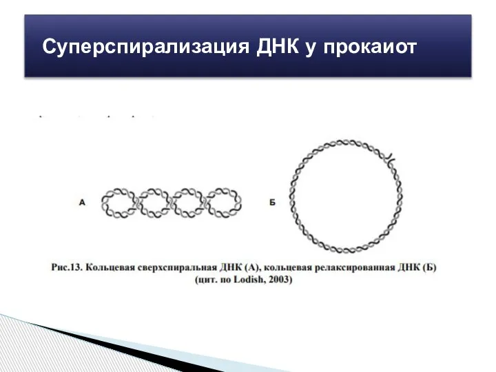 Суперспирализация ДНК у прокаиот