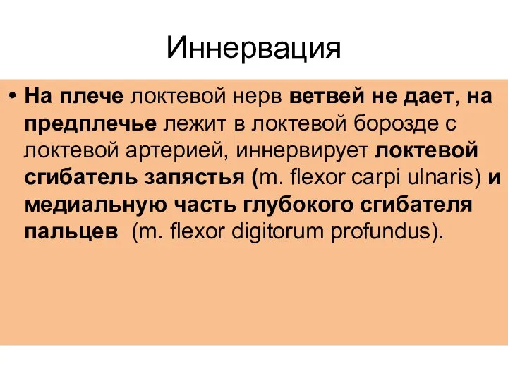 Иннервация На плече локтевой нерв ветвей не дает, на предплечье лежит в