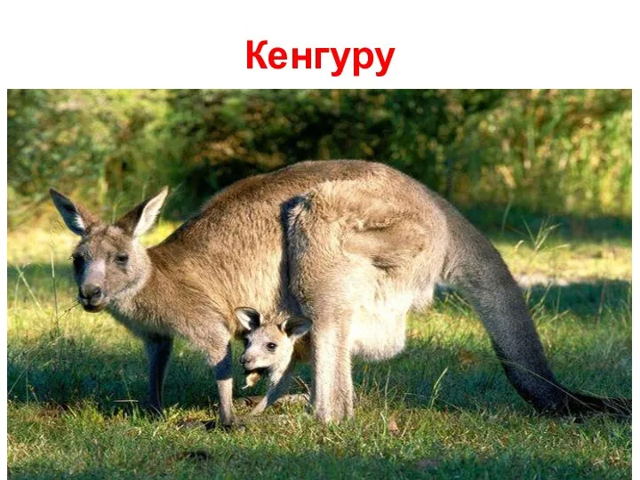 Кенгуру