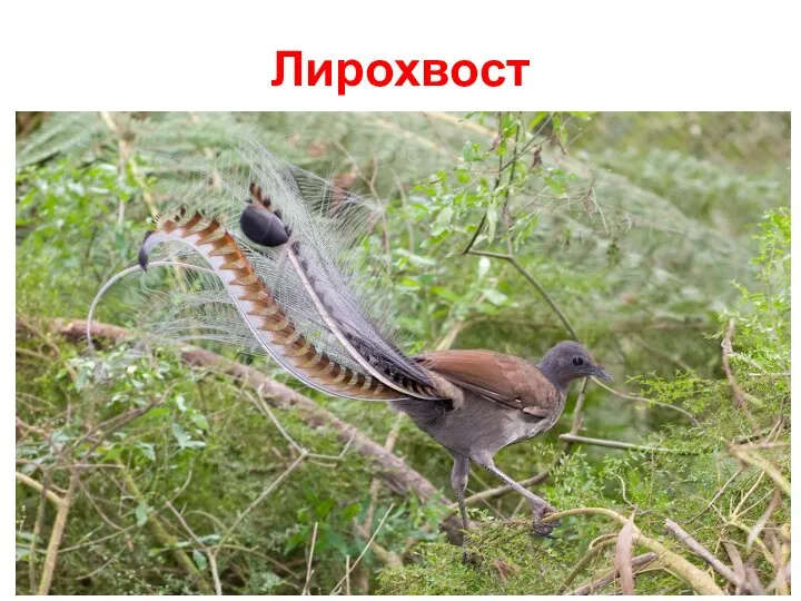 Лирохвост