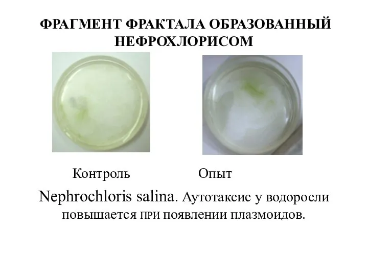 ФРАГМЕНТ ФРАКТАЛА ОБРАЗОВАННЫЙ НЕФРОХЛОРИСОМ Контроль Опыт Nephrochloris salina. Аутотаксис у водоросли повышается ПРИ появлении плазмоидов.