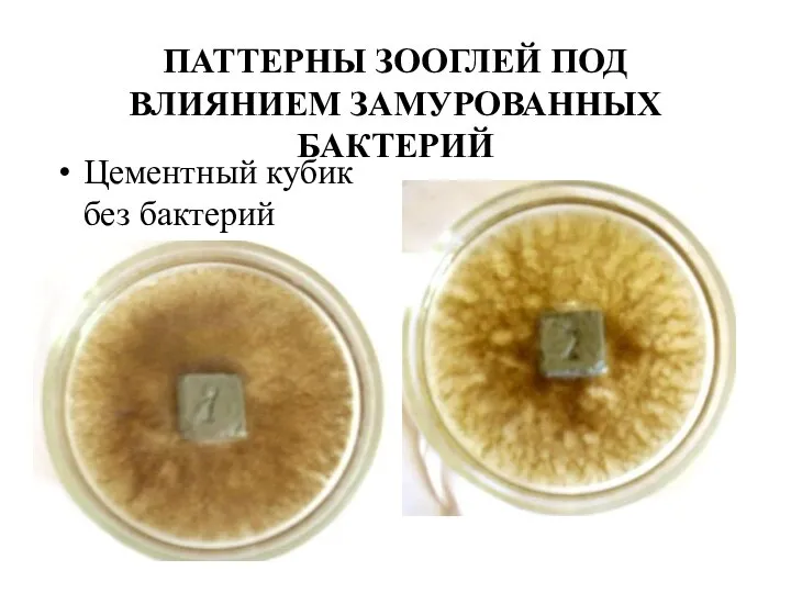 ПАТТЕРНЫ ЗООГЛЕЙ ПОД ВЛИЯНИЕМ ЗАМУРОВАННЫХ БАКТЕРИЙ Цементный кубик без бактерий