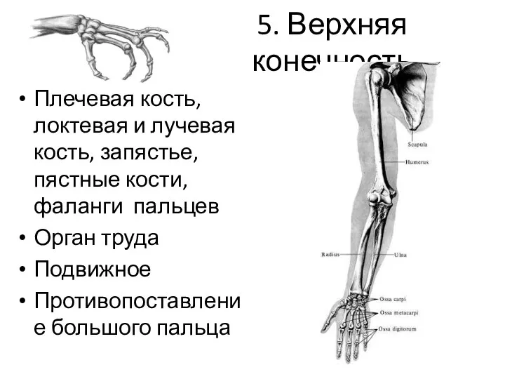 5. Верхняя конечность Плечевая кость, локтевая и лучевая кость, запястье, пястные кости,