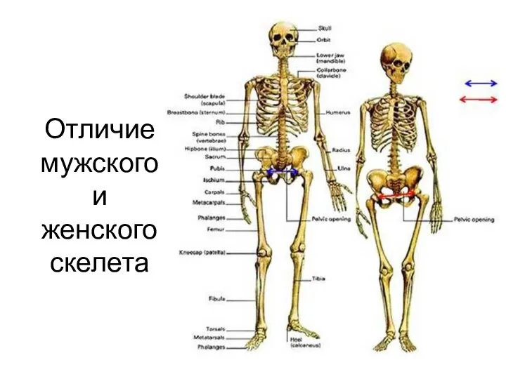 Отличие мужского и женского скелета