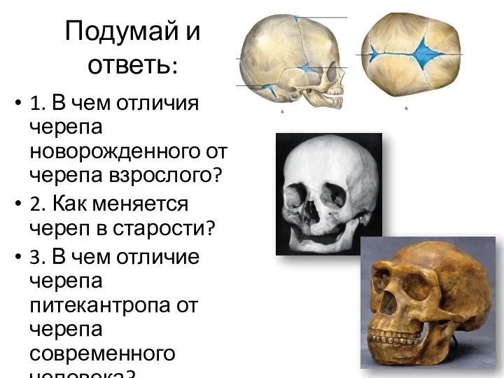 Подумай и ответь: 1. В чем отличия черепа новорожденного от черепа взрослого?