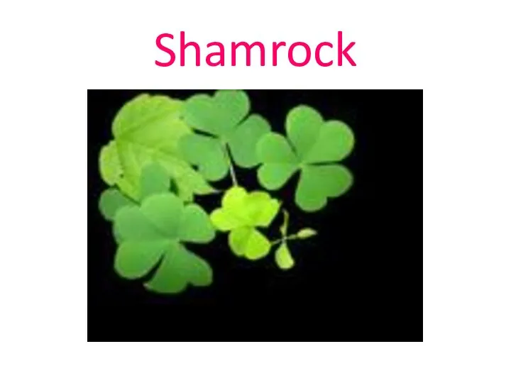 Shamrock