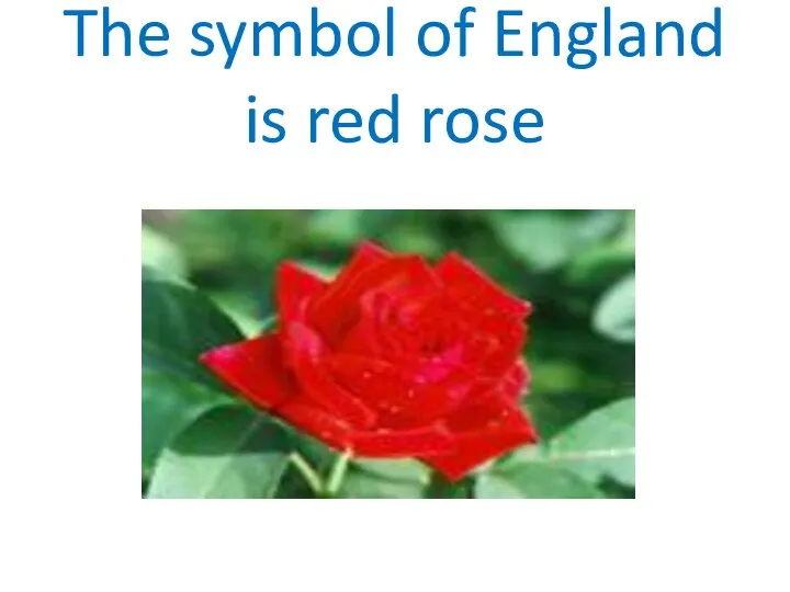 The symbol of England is red rose