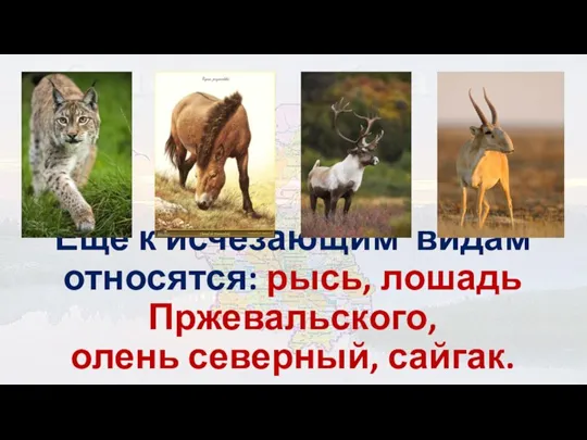 Ещё к исчезающим видам относятся: рысь, лошадь Пржевальского, олень северный, сайгак.