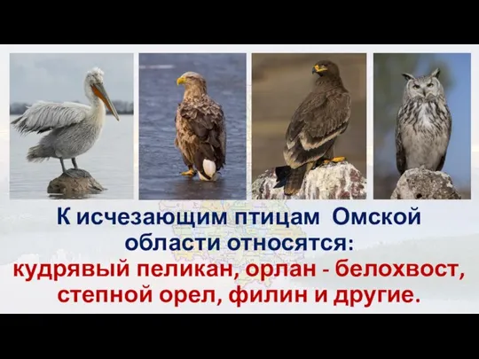 К исчезающим птицам Омской области относятся: кудрявый пеликан, орлан - белохвост, степной орел, филин и другие.