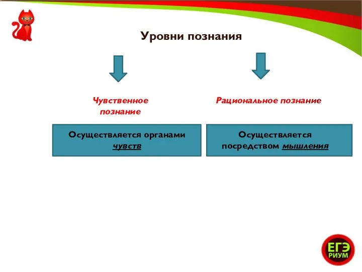 Уровни познания Чувственное познание Рациональное познание Осуществляется органами чувств Осуществляется посредством мышления