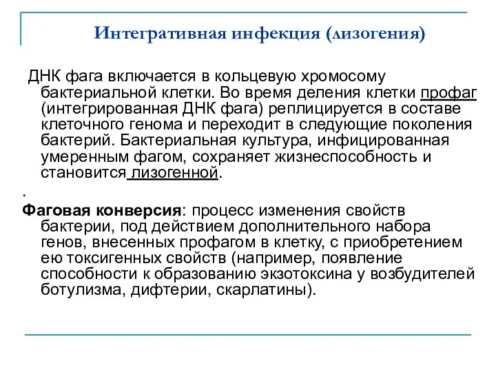 Интегративная инфекция (лизогения) ДНК фага включается в кольцевую хромосому бактериальной клетки. Во