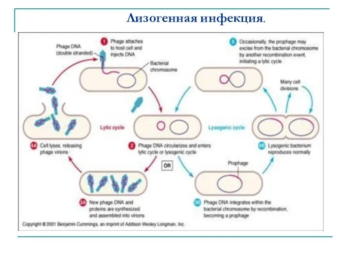 Лизогенная инфекция.