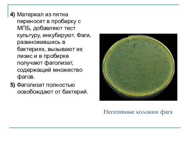 Негативные колонии фага 4) Материал из пятна переносят в пробирку с МПБ,