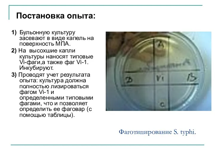 Фаготипирование S. typhi. Постановка опыта: 1) Бульонную культуру засевают в виде капель