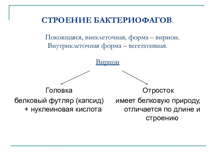 СТРОЕНИЕ БАКТЕРИОФАГОВ. Покоящаяся, внеклеточная, форма – вирион. Внутриклеточная форма – вегетативная. Вирион